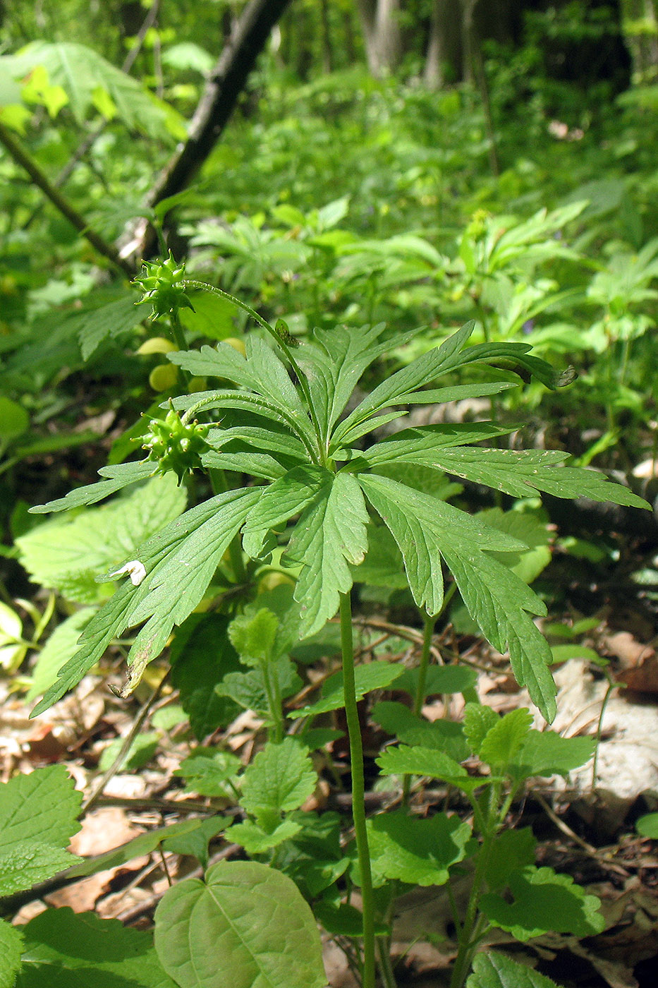 Image of Anemone ranunculoides specimen.