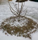 Juglans regia