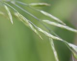 Festuca pratensis