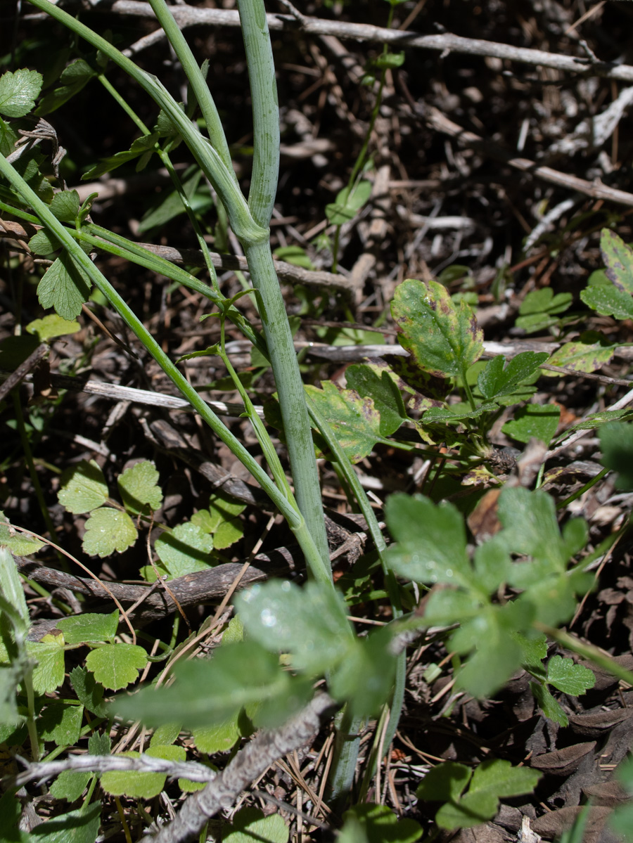 Изображение особи Pimpinella peregrina.