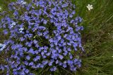 genus Veronica. Цветущие растения. Республика Ингушетия, Джейрахский р-н, окр. ур. Кашети, высота ок. 1900 м н.у.м., луг на гребне отрога. 18 июня 2022 г.