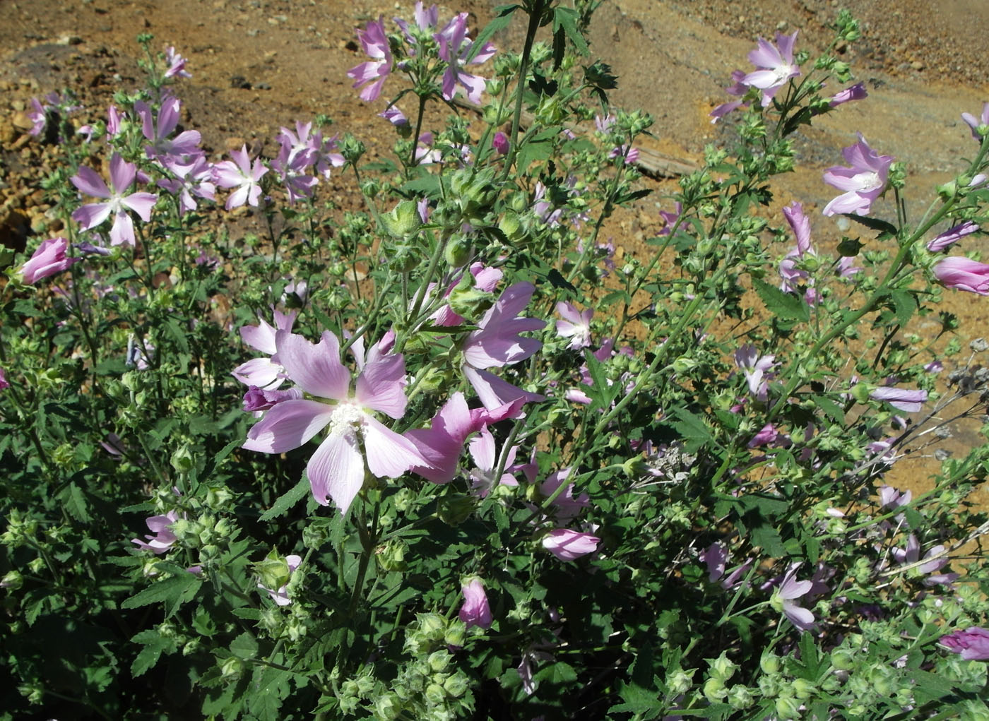 Image of Malva thuringiaca specimen.