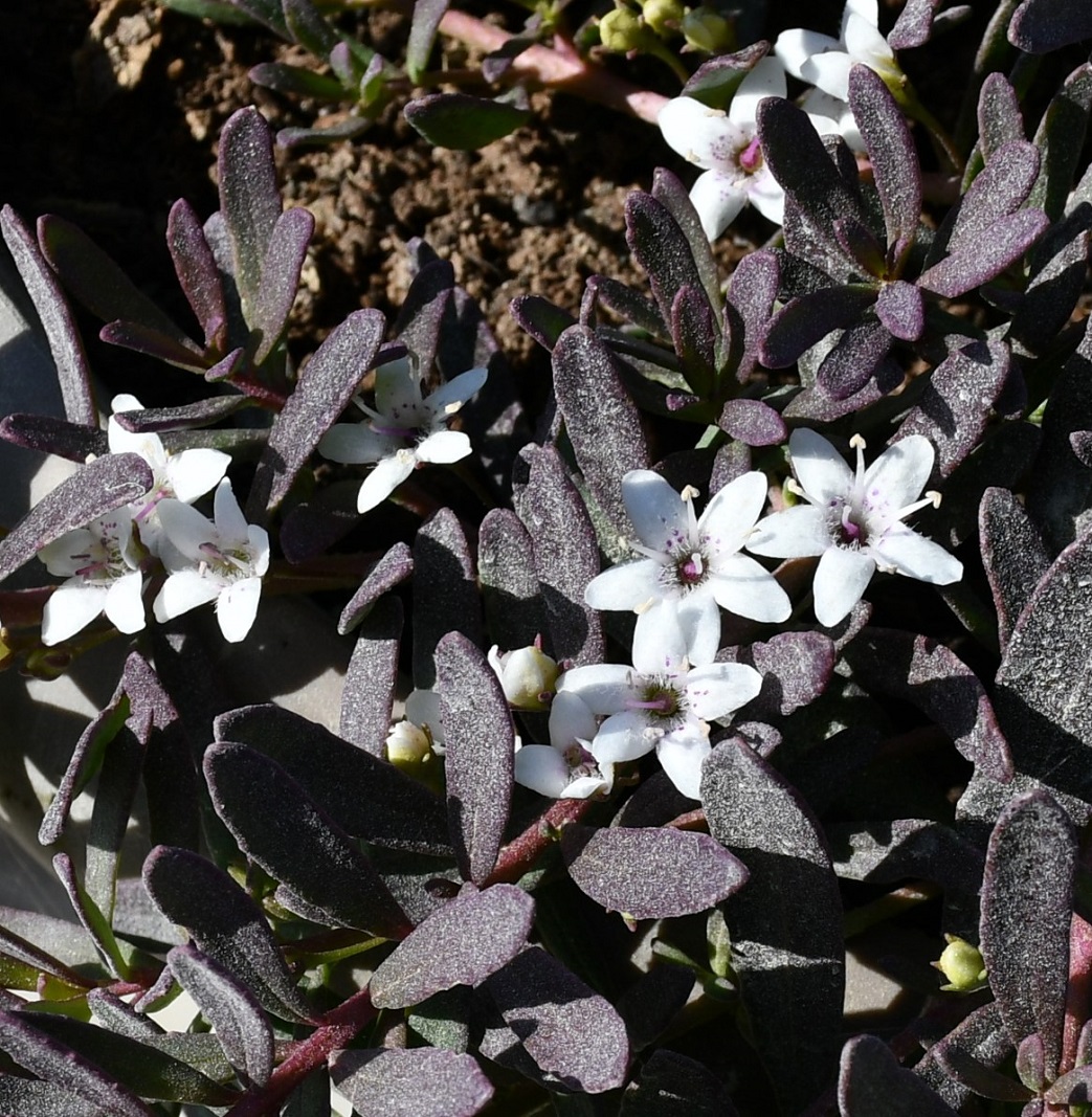 Изображение особи Myoporum parvifolium.