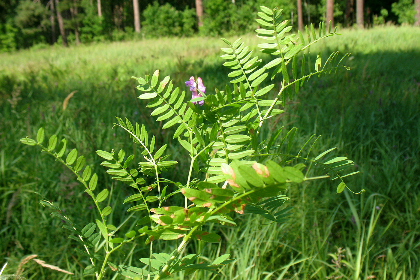 Изображение особи Vicia cassubica.