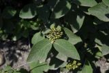 Viburnum lantana. Соплодие с незрелыми плодами и листья. Республика Ингушетия, Джейрахский р-н, нижнее течение р. Гулойхи, высота 1160 м н.у.м., рядом с родником. 20 июня 2022 г.