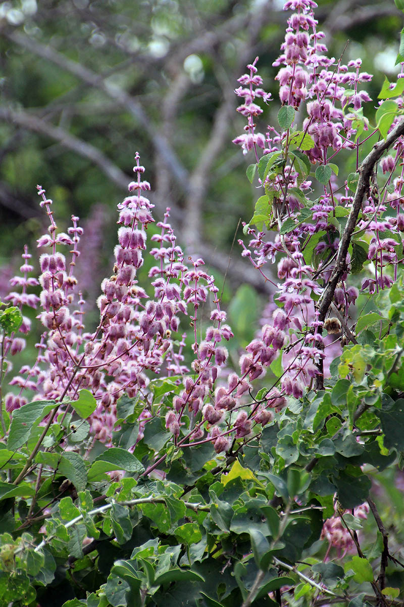 Image of Ocimum spectabile specimen.