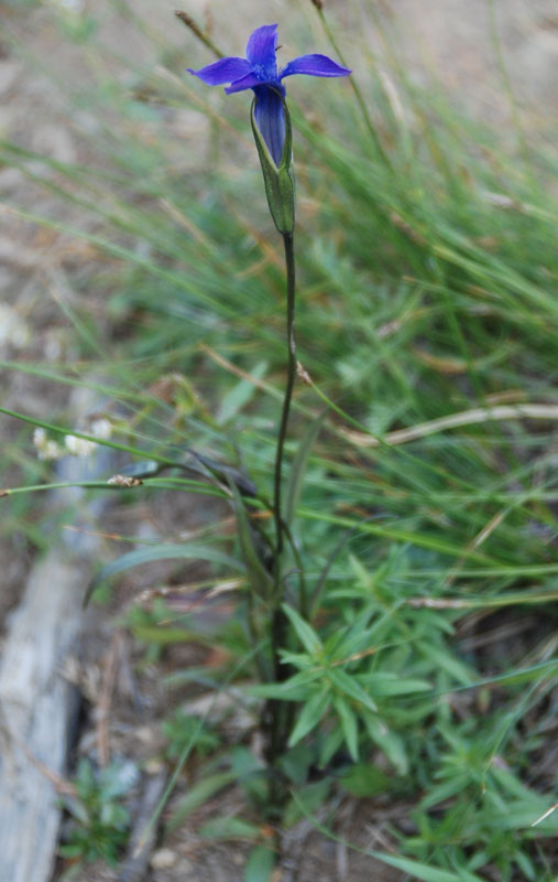 Изображение особи Gentianopsis barbata.