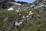 Pulsatilla vernalis. Цветущие растения. Испания, автономное сообщество Каталония, провинция Жирона, комарка Рипольес, муниципалитет Сеткасес, окр. курорта \"Вальтер 2000\", ≈2200 м н.у.м., каменистый луг. 15.05.2022.