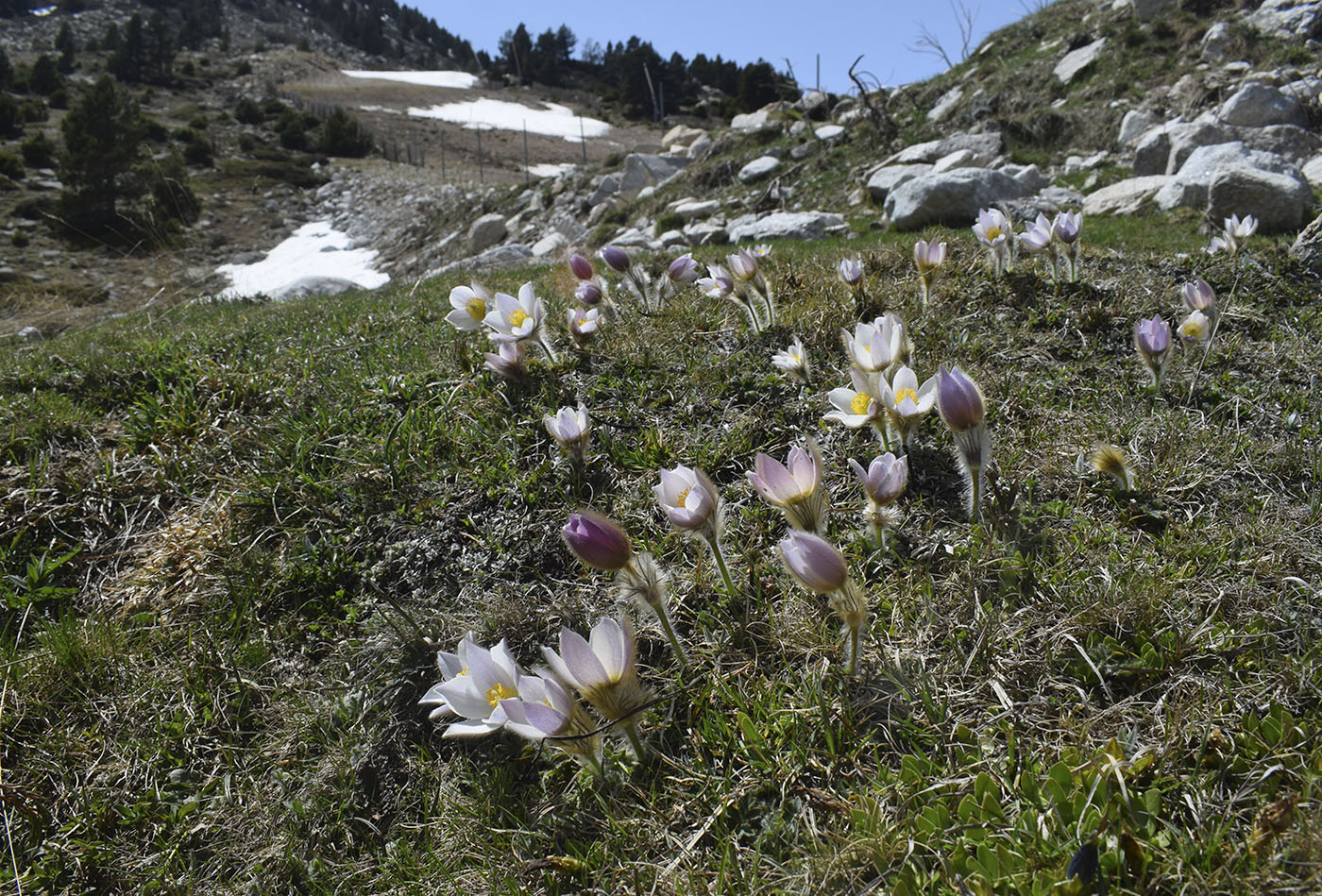 Изображение особи Pulsatilla vernalis.