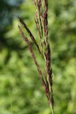 Calamagrostis canescens