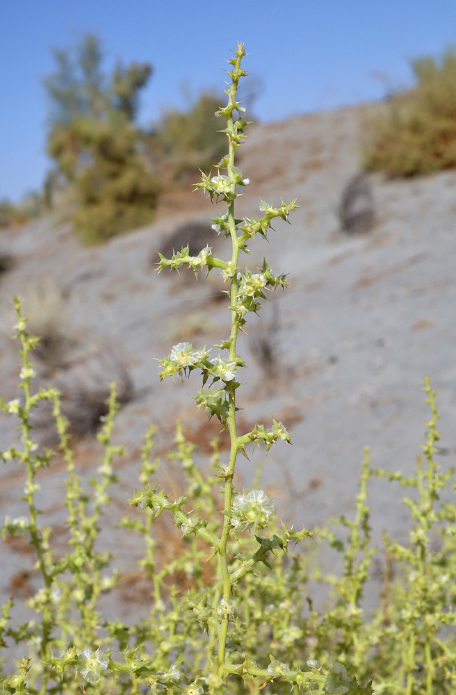 Image of Salsola paulsenii specimen.