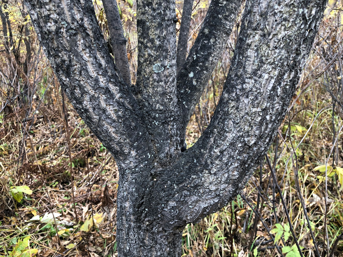 Image of Phellodendron amurense specimen.