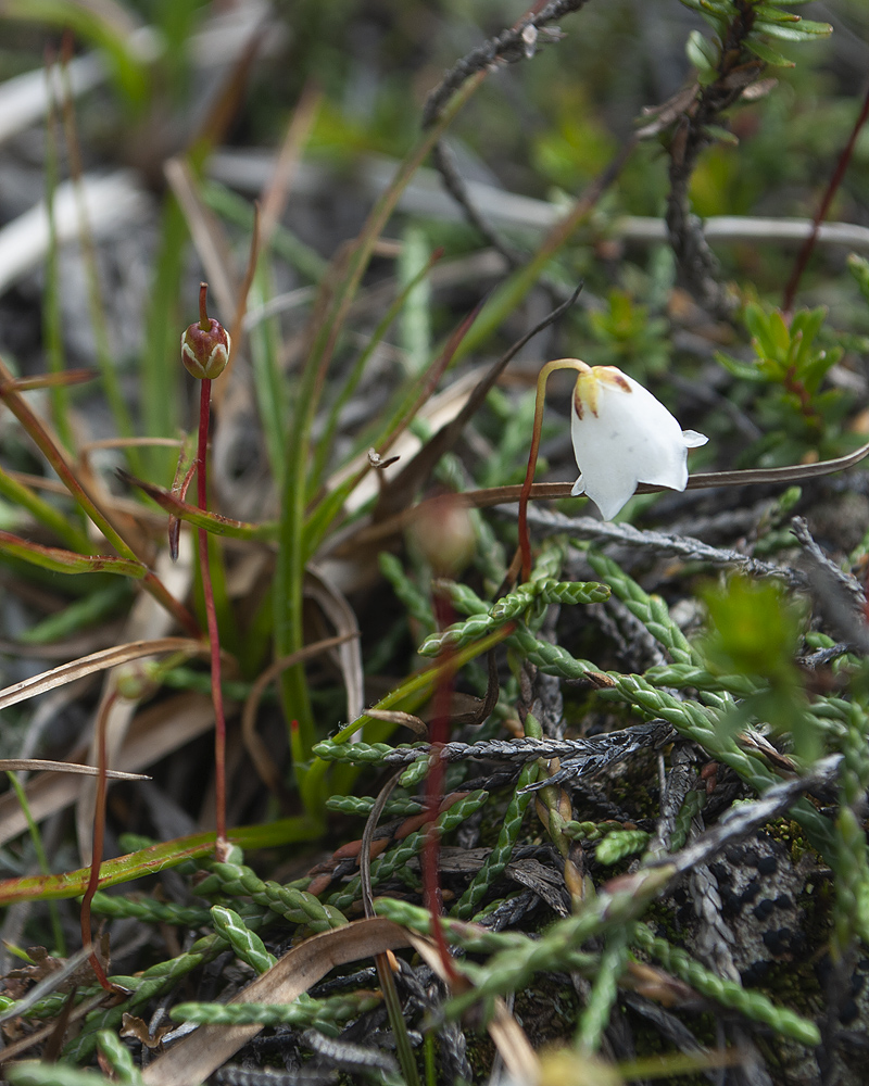 Image of Cassiope lycopodioides specimen.