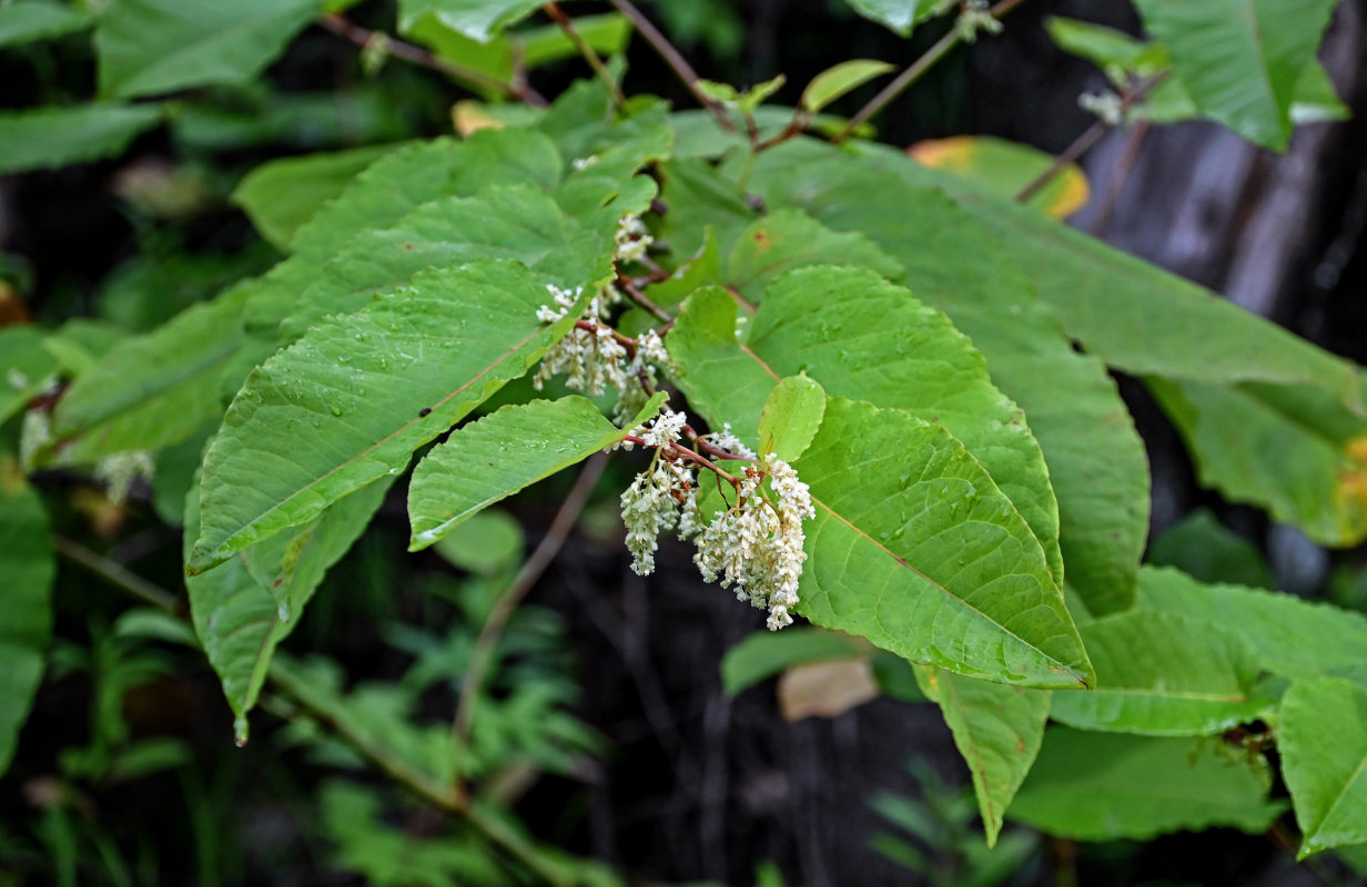 Изображение особи Reynoutria sachalinensis.