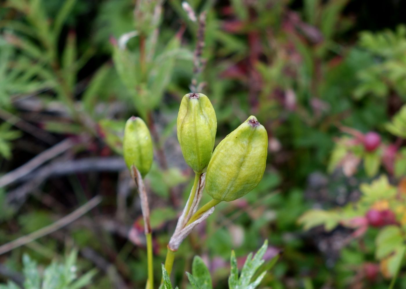 Image of Iris setosa specimen.