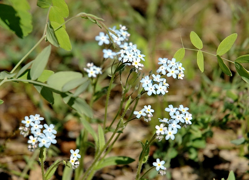 Image of Myosotis imitata specimen.