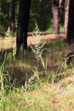 Calamagrostis arundinacea