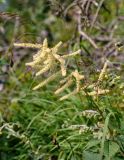 Aruncus dioicus