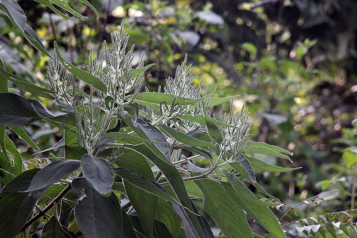Изображение особи Colebrookea oppositifolia.