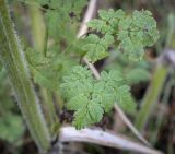 Chaerophyllum aureum. Листья. Москва, Северо-Западный административный округ, р-н Строгино, Щукинский полуостров, разнотравный луг. 16.09.2022.