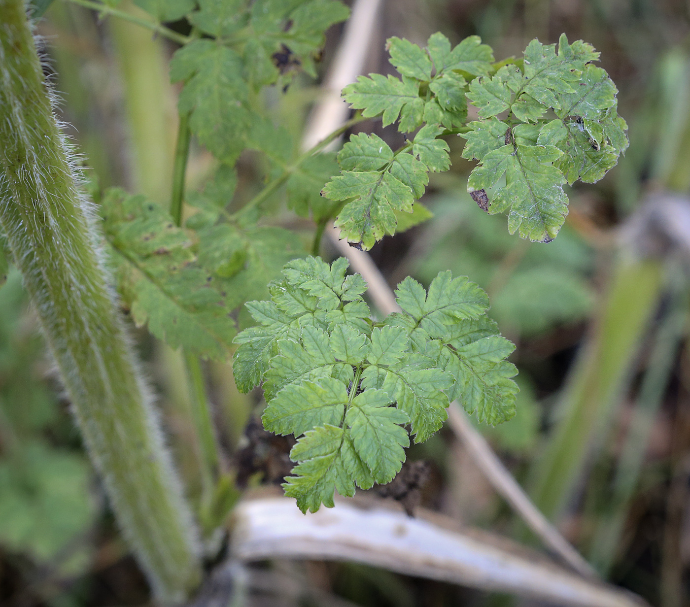 Изображение особи Chaerophyllum aureum.