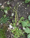 Cruciata laevipes