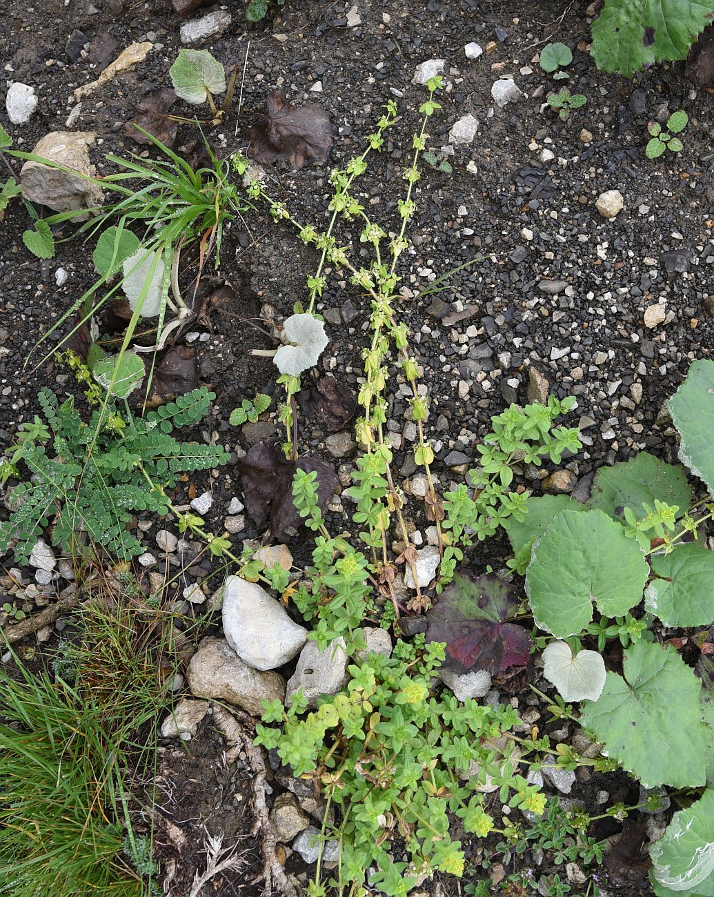 Image of Cruciata laevipes specimen.