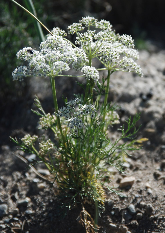 Image of Peucedanum vaginatum specimen.