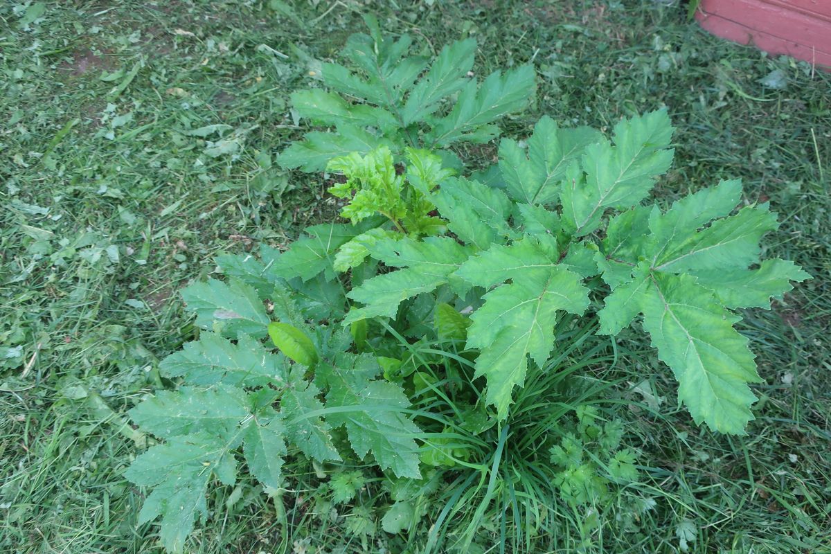 Image of Heracleum sosnowskyi specimen.