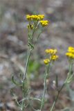 Achillea micrantha. Верхушка цветущего растения. Волгоградская обл., Иловлинский р-н, окр. хут. Вилтов, берег р. Дон, разнотравная степь. 31.05.2022.