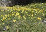 Narcissus assoanus. Аспект цветущих среди мелкотравья растений. Испания, Каталония, пров. Барселона, комарка Осона, муниципалитет Рупит-и-Пруит, окр. водопада Сальт-де-Сальент, ≈802 м н.у.м., край известнякового плато. 24.03.2023.