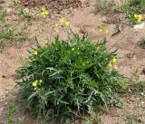 Diplotaxis tenuifolia