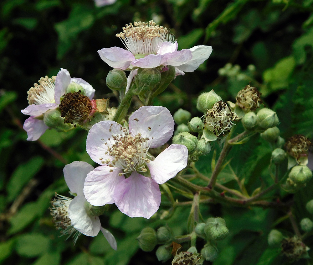 Изображение особи Rubus sanctus.