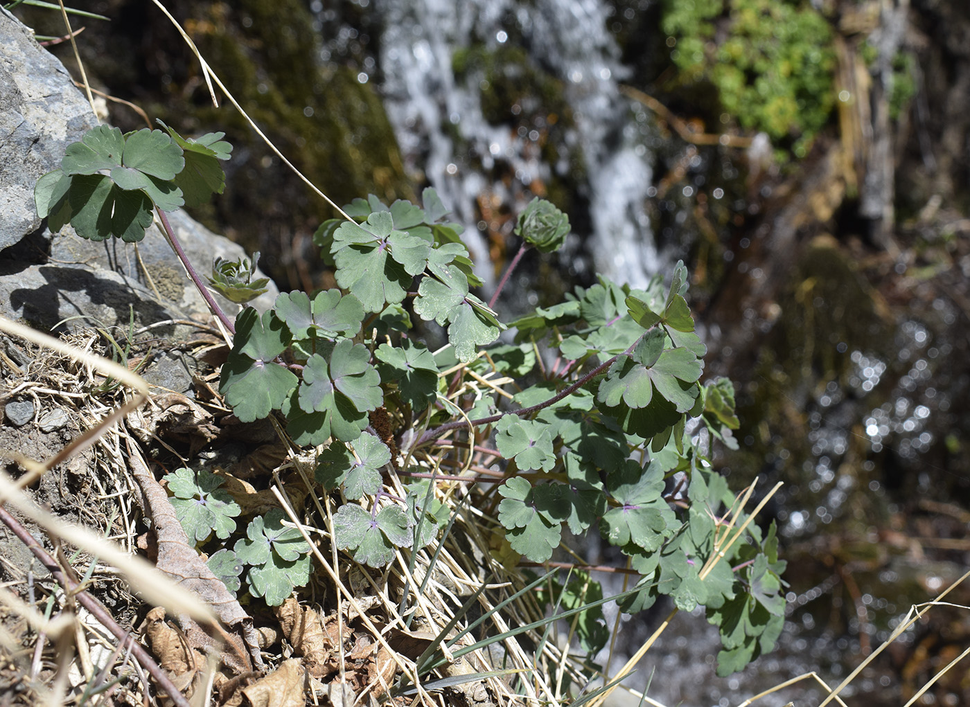 Image of Aquilegia vulgaris specimen.