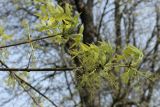 Fraxinus pennsylvanica