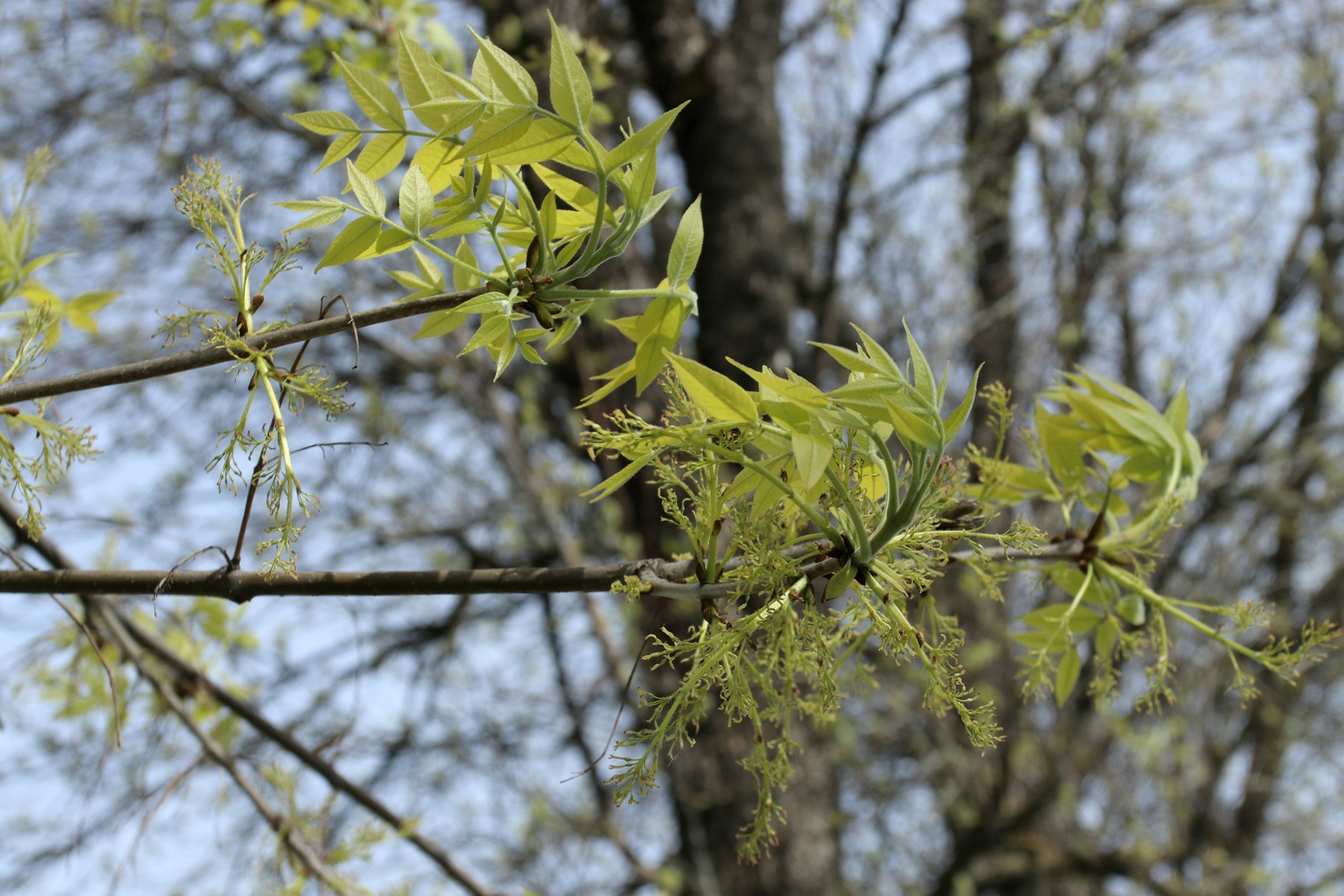 Image of Fraxinus pennsylvanica specimen.