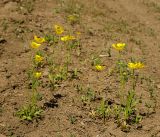 genus Ranunculus
