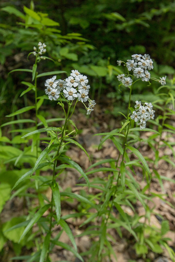 Image of Achillea biserrata specimen.