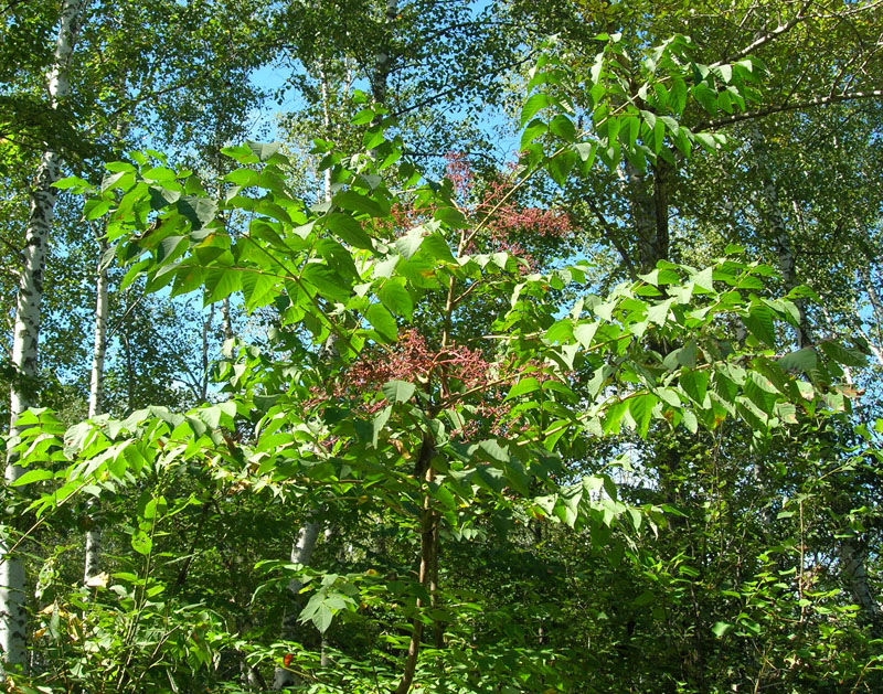 Изображение особи Aralia elata.