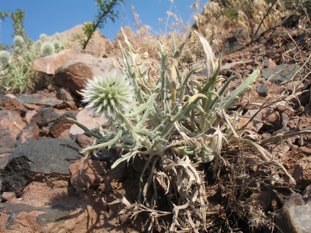 Image of Echinops fastigiatus specimen.