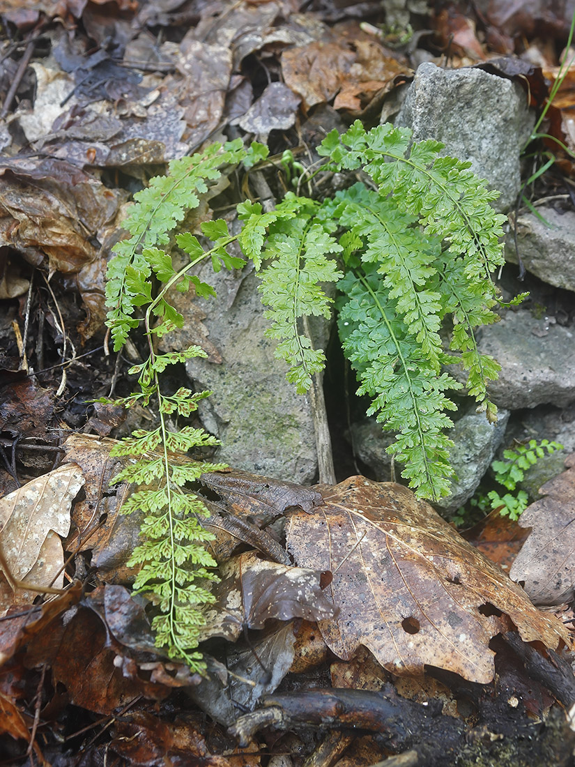 Image of Asplenium incisum specimen.