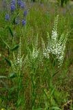 Veronica spicata