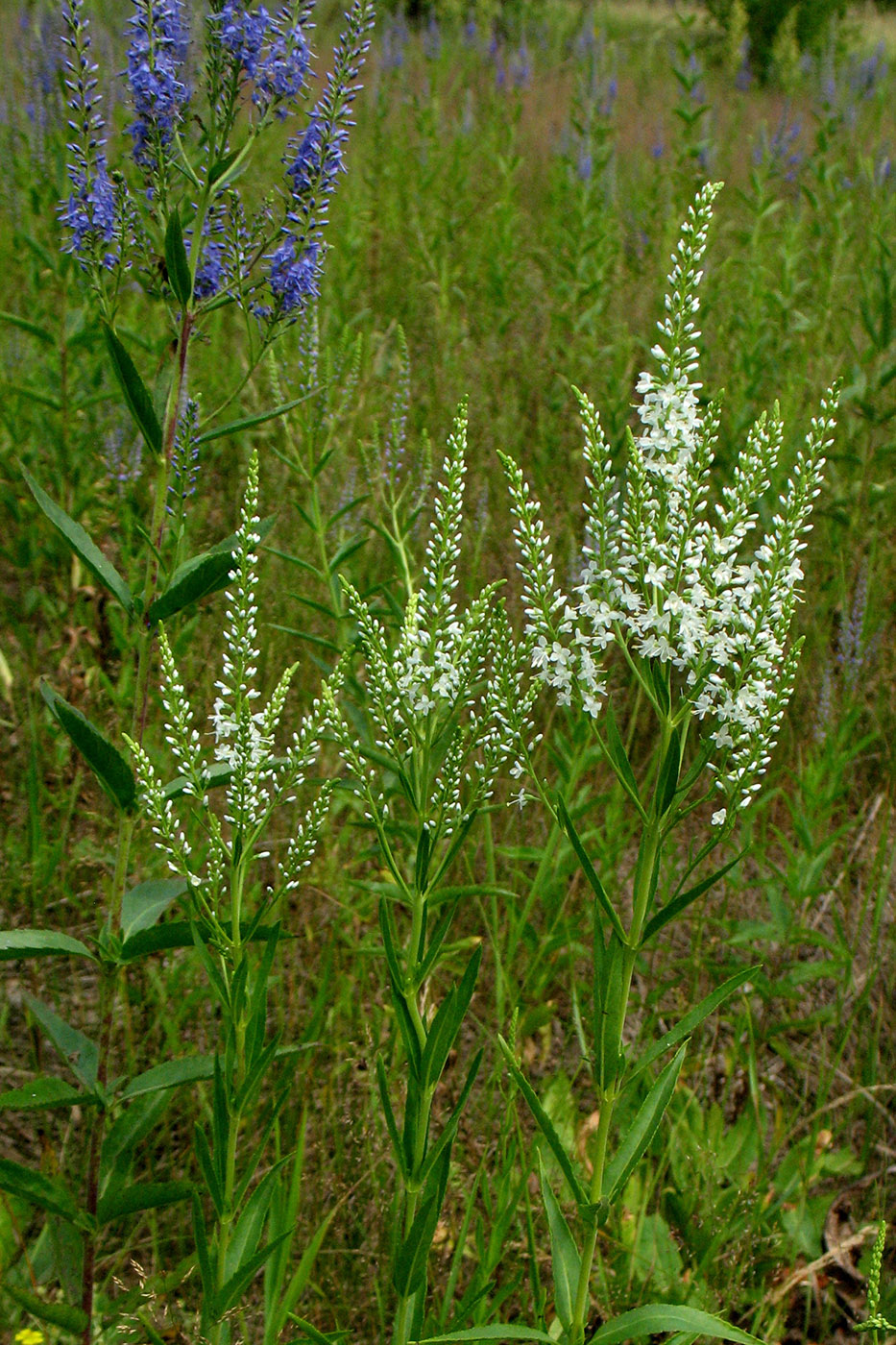 Image of Veronica spicata specimen.