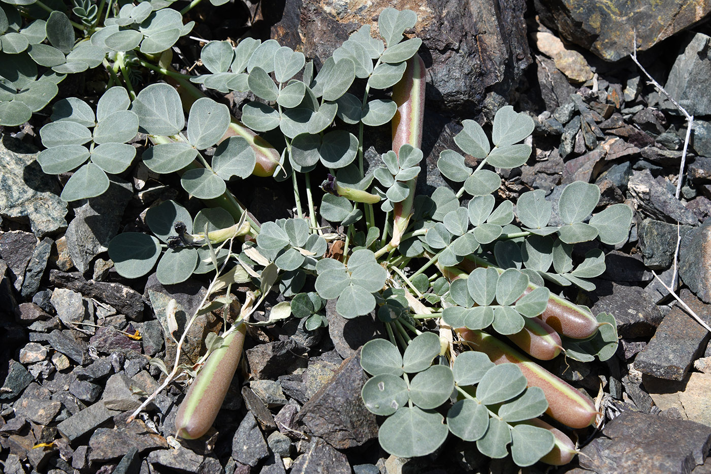 Image of Chesneya dshungarica specimen.