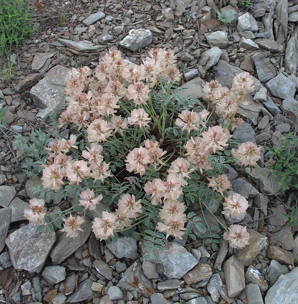 Image of Hedysarum splendens specimen.