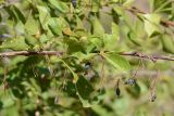 Berberis integerrima