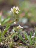 Euphrasia petiolaris