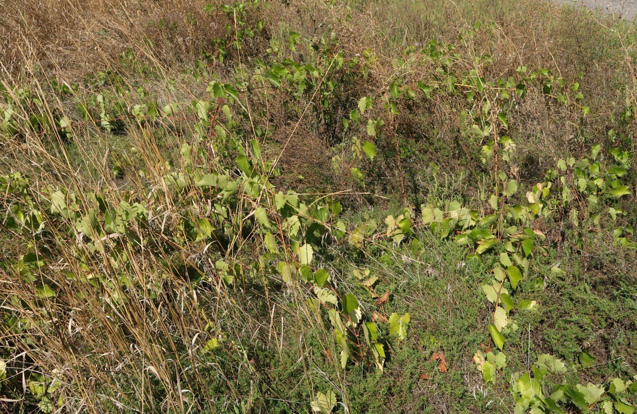Изображение особи Vitis riparia.