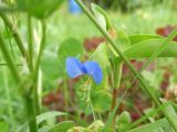 Commelina communis