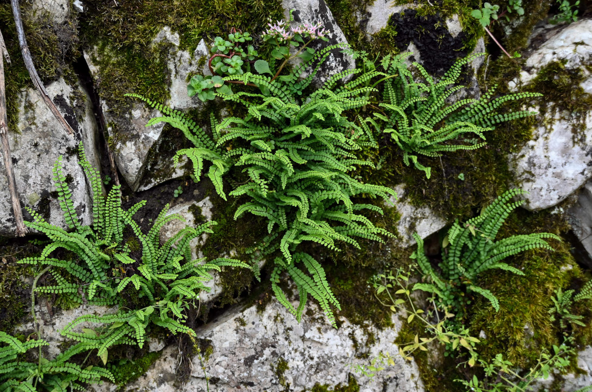 Изображение особи Asplenium trichomanes.